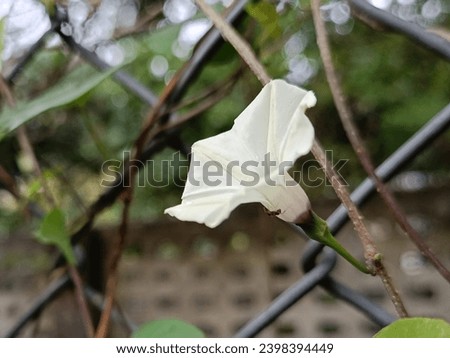 Ipomoea obscura, obscure morning glory, small white morning glory, wild petunia, yellow ipomoea flower plant 