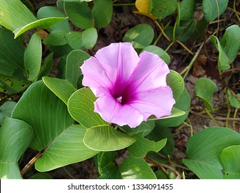 Ipomoea Pes-caprae Also Known As Bayhops, Beach Morning Glory