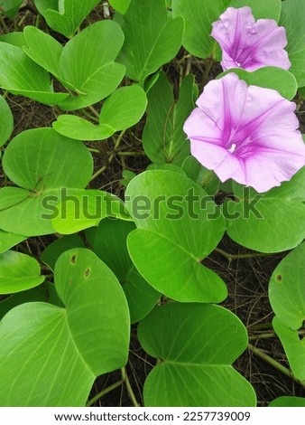 Ipomoea pes-caprae, also known as bayhops, bay-hops, beach morning glory or goat's foot, is a common pantropical creeping vine belonging to the family Convolvulacea.