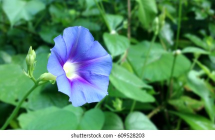 Ipomoea Purpurea