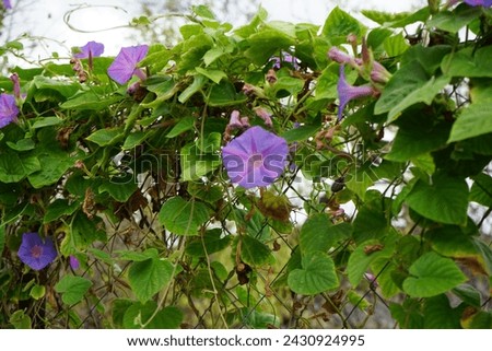 Ipomoea purpurea blooms with blue-burgundy flowers in August. Ipomoea purpurea, the common morning-glory, tall morning-glory, or purple morning glory, is a species in the genus Ipomoea. Rhodes Island