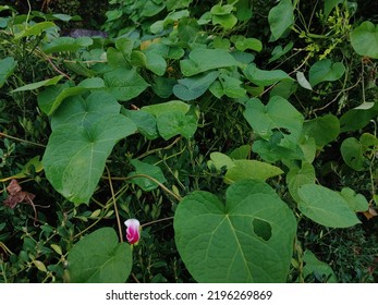 Ipomoea Purpurea In The Park