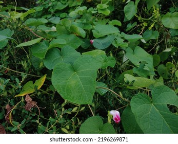 Ipomoea Purpurea In The Park