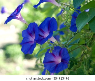 Ipomoea Purpurea; Tricolor