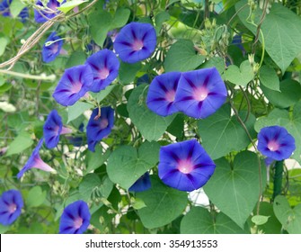 Ipomoea Purpurea; Tricolor