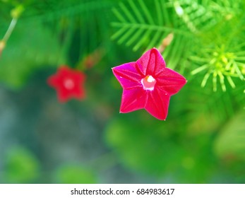 Ипомея Квамоклит Фото