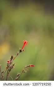 Ipomopsis Aggregata Is Wildflower In Idaho 