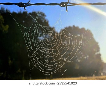 Web araña iradecente con