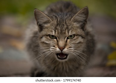 Get Iranian Wild Cat Pictures