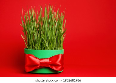 Iranian new year. Wheat grass for Novruz celebration greeting card. Copy space. Persian, Azerbaijani Nowruz