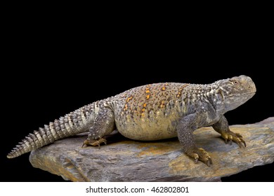 Iraqi Spiny-tailed Lizard (Saara Loricata),Iraq