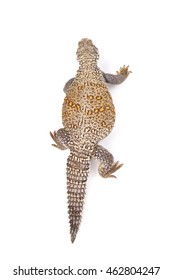 Iraqi Spiny-tailed Lizard (Saara Loricata),Iraq