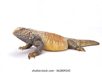 Iraqi Spiny-tailed Lizard (Saara Loricata),Iraq