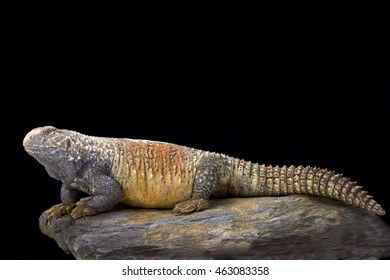 Iraqi Spiny-tailed Lizard (Saara Loricata),Iraq