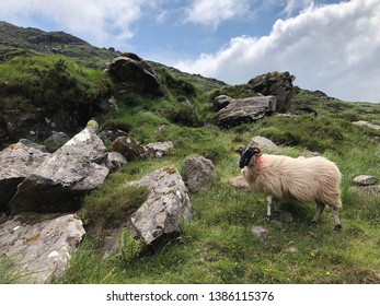 Ireland Country Side With Sheep 