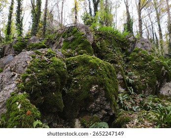 ireland forest dublin ireland eire