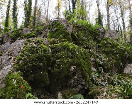 ireland forest dublin ireland eire