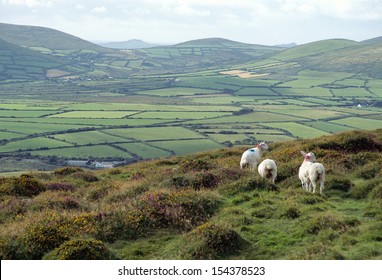 Ireland Landscape Of White Sheeps And Overview Of Green Countryside