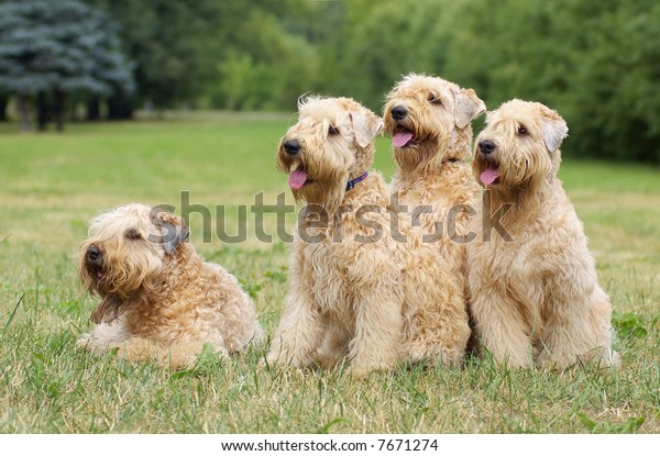 Ireland soft coated wheaten terriers -summer\
group portrait