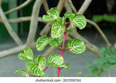 Iresine Herbstii (Herbst's Bloodleaf) Is A Species Of Flowering Plant In The Amaranth Family