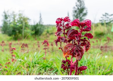Iresine herbstii or Herbst's bloodleaf is a species of flowering plant in the family Amaranthaceae. Some call this plant the chicken gizzard plant. Red Blood Leaf Ornamental Plant. defocus. blurred.