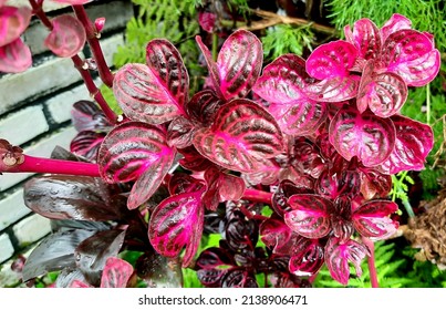 Iresine herbstii  or Herbst's bloodleaf, is a species of flowering plant in the family Amaranthaceae. Some call this plant the chicken gizzard plant.
