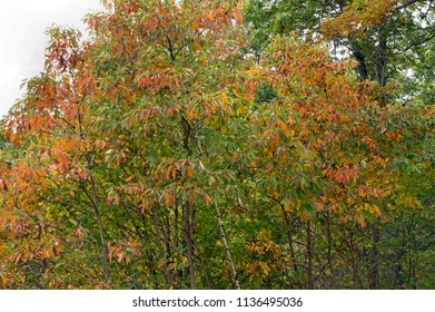 Iridescent Autumn Leaves Destination Beautiful High Stock Photo ...