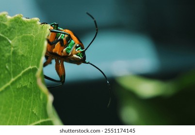 Iridescent beetle, green and orange, peeking over the edge of a leaf. Backyard garden insect close up - Powered by Shutterstock