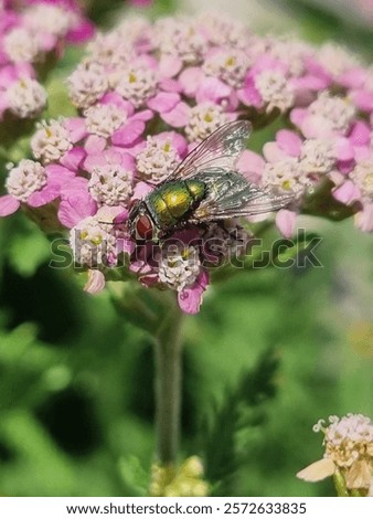 Similar – Image, Stock Photo A gold fly sits on hydrangea leaves