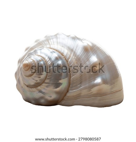Iridescent sea shell with spiral pattern and pearlescent surface isolated on white background