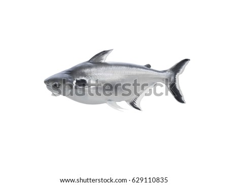 Apologise, but black and white striped cat fish for Black and white striped cat fish