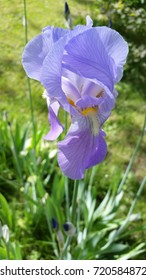 Iris
