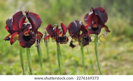 Iris atropurpurea such a mesmerizing flower.