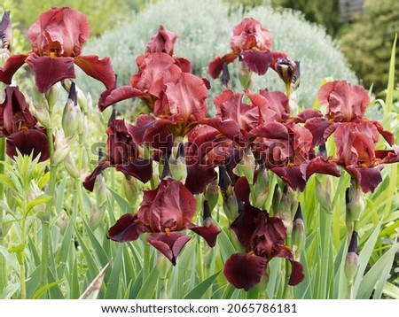 (Iris barbata) Tall Bearded Irises 'Forge Fire'. Brightest garden iris. Red maroon and velvety dark red petals with tipped amber beard