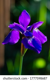 An Iris Bloom In Ankeny, Iowa.