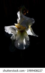 Iris in color with black background