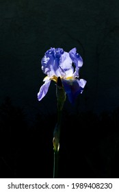 Iris in color with black background