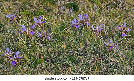 Iris cretensis