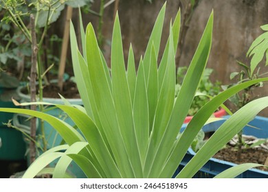 Iris domestica is an ornamental plant in the family Iridaceae.