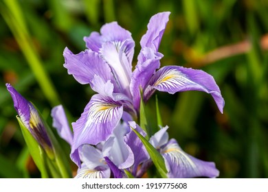 Iris douglasiana a common springtime purple blue bulbous flower which is a perennial evergreen spring plant commonly known as Douglas iris