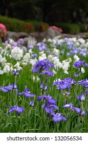 Iris ensata