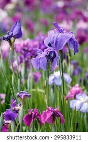 Iris Ensata In Japanese Garden 