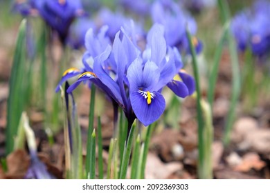Iris 'Eye Catcher' Reticulata in flower
