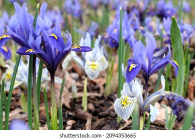 Iris 'Eye Catcher' Reticulata in flower