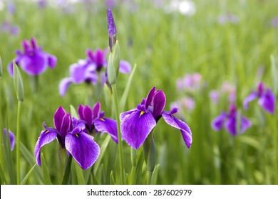 Iris Field