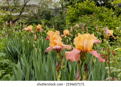 Iris Field In Front Of House