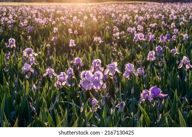 Iris Field In Provence. Sunset.