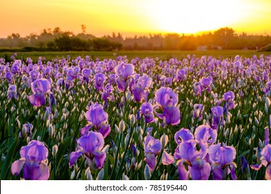 Iris Field In Spring. Sunrise.