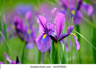 Iris flower 