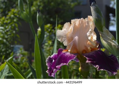 
iris flower